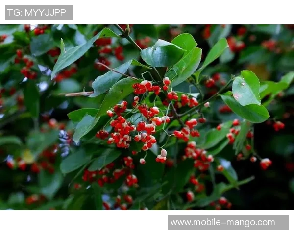 足球与天竹的奇妙交融探索自然与运动的和谐美学